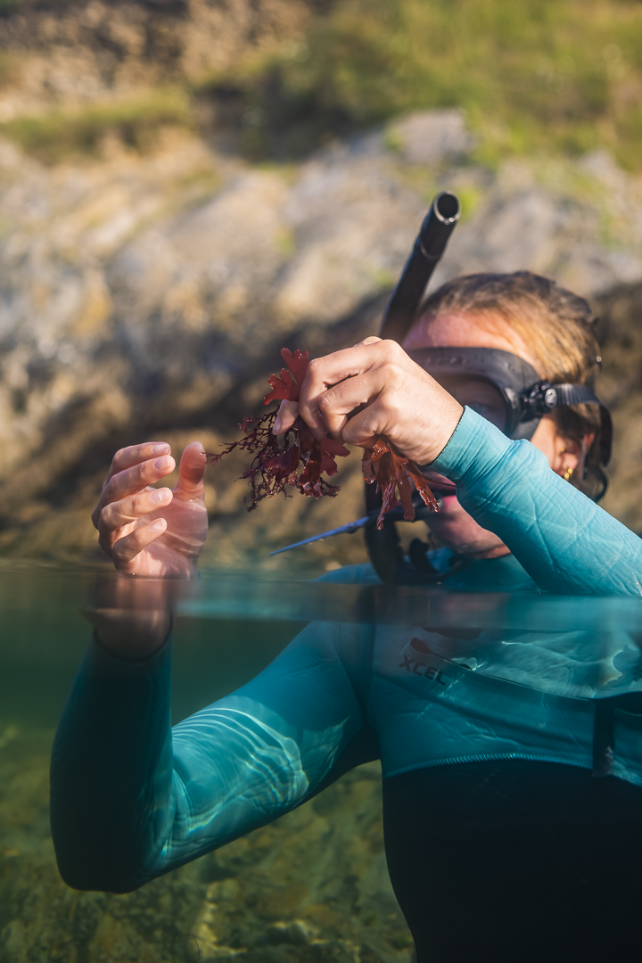 Collecting seaweed 